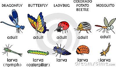 Set of cartoon insects adult and larva: mosquito, butterfly, dragonfly, colorado potato beetle and ladybug isolated on white Vector Illustration